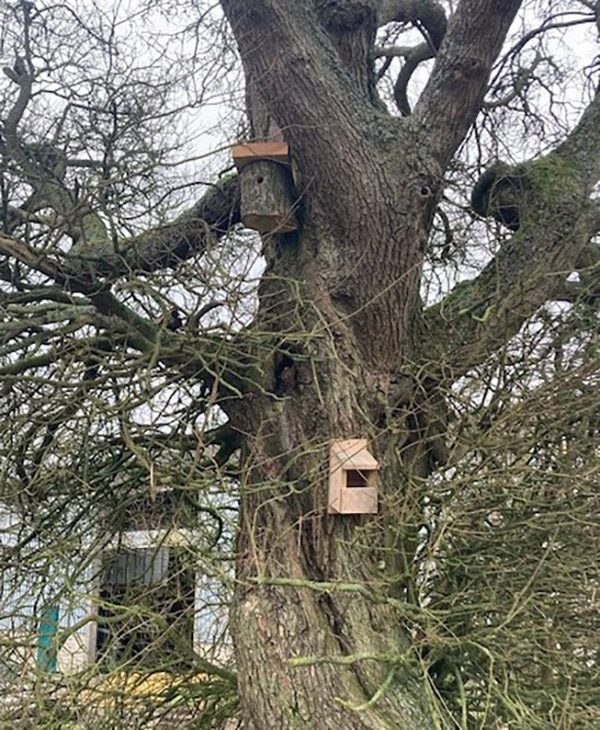 Showing two types of bird boxes on a nearby tree